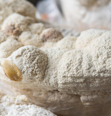 calcium-stearate-usp-banner